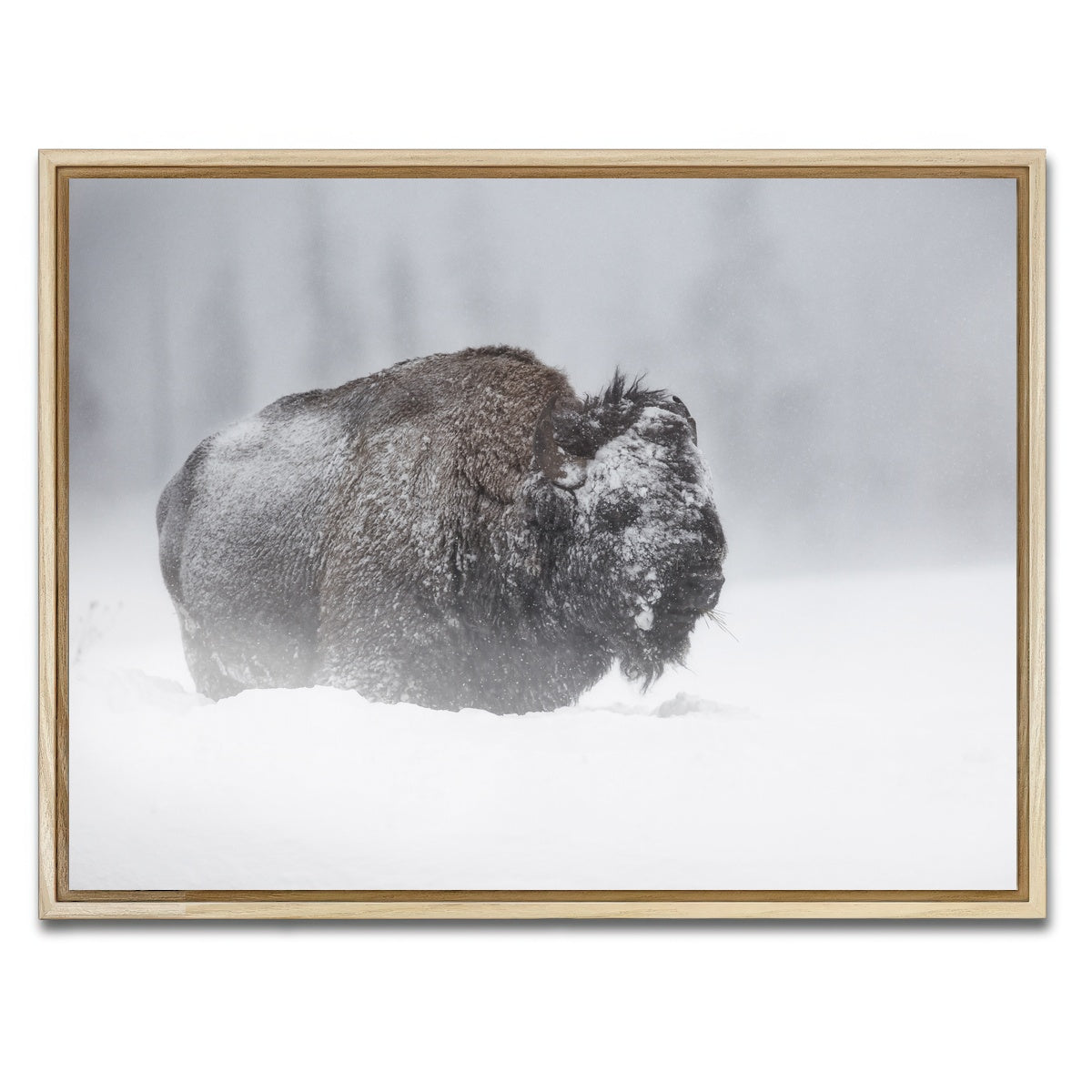 AUTO-MOCKUP WHITE | Winter Bison - Yellowstone | 1 Piece | Natural Framed Canvas | group=4x3