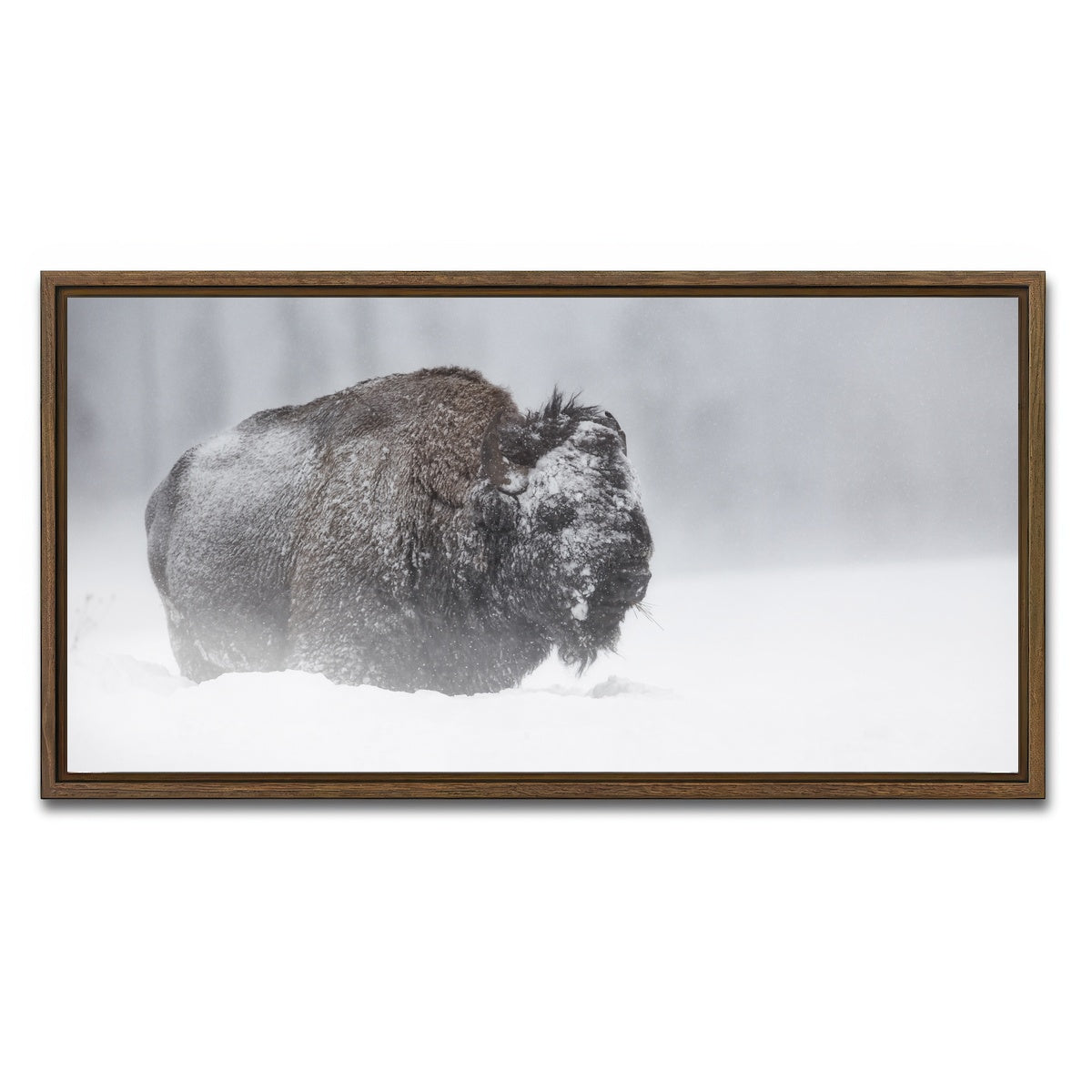 AUTO-MOCKUP WHITE | Winter Bison - Yellowstone | 1 Piece | Walnut Framed Canvas | group=2x1