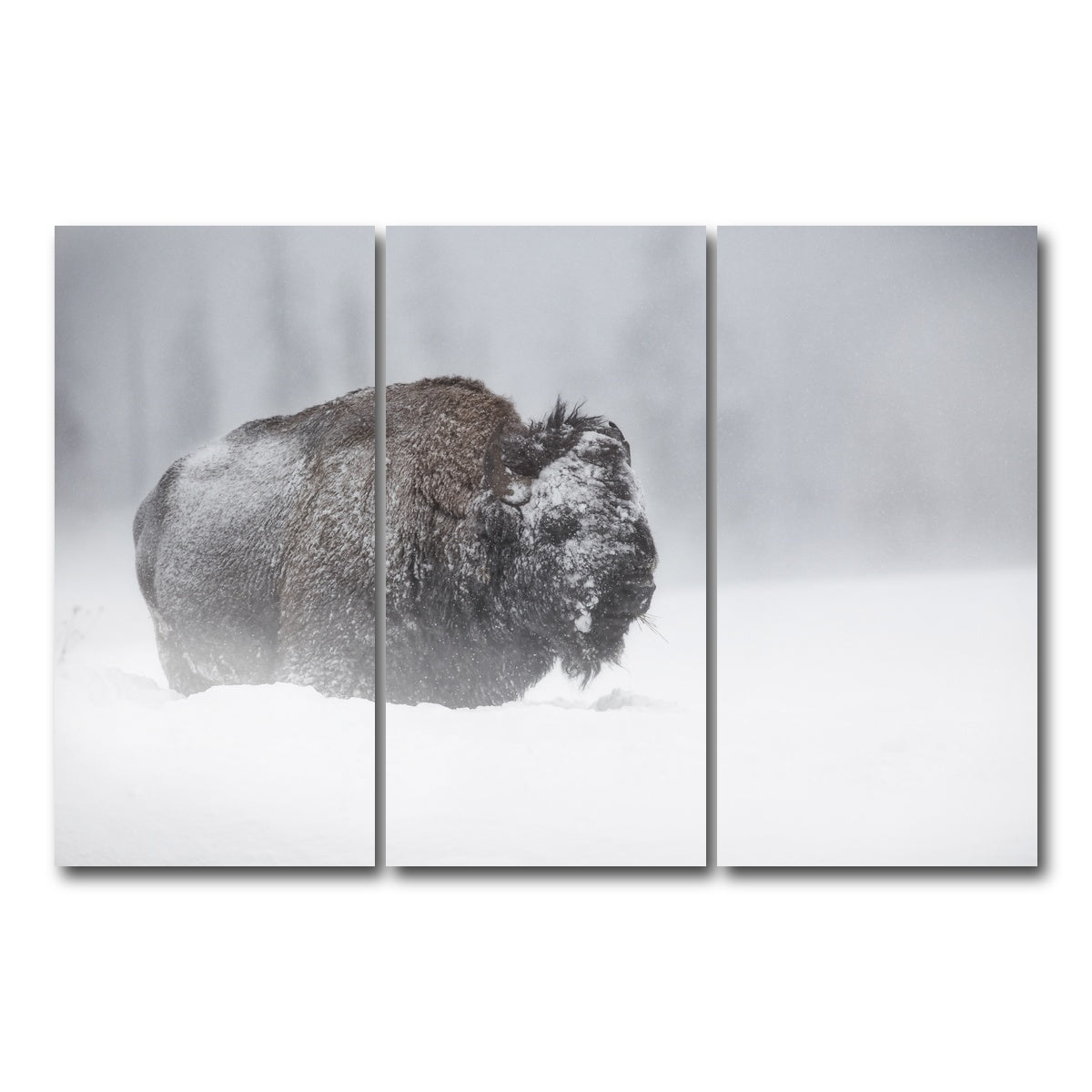 AUTO-MOCKUP WHITE | Winter Bison - Yellowstone | 3 Piece | Gallery Wrap Canvas | group=12x24