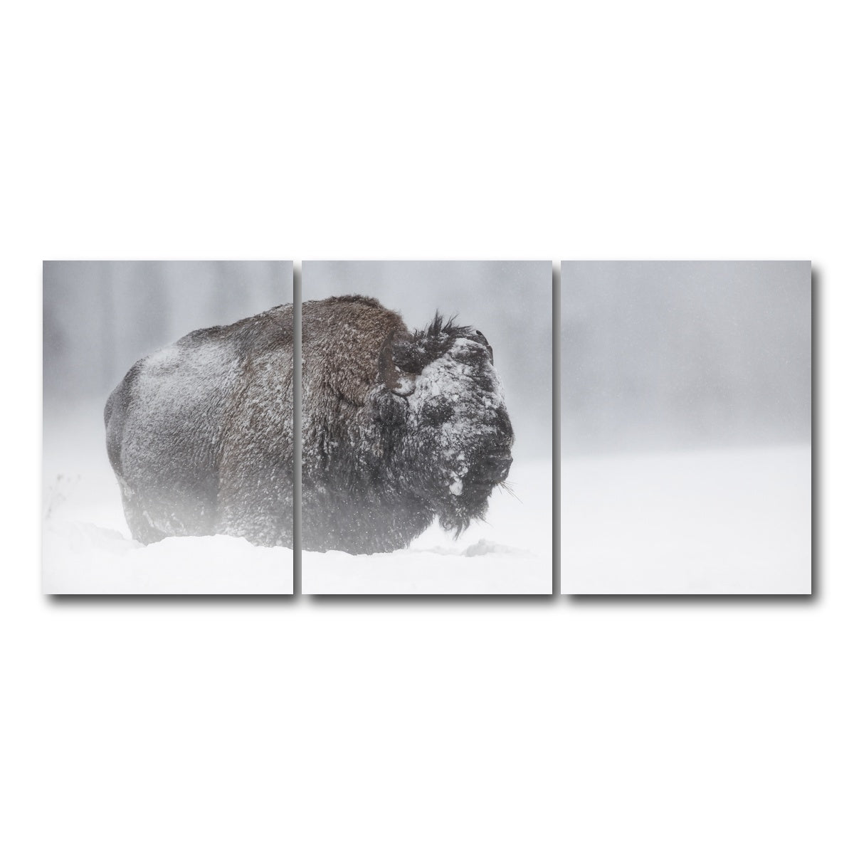AUTO-MOCKUP WHITE | Winter Bison - Yellowstone | 3 Piece | Gallery Wrap Canvas | group=18x24