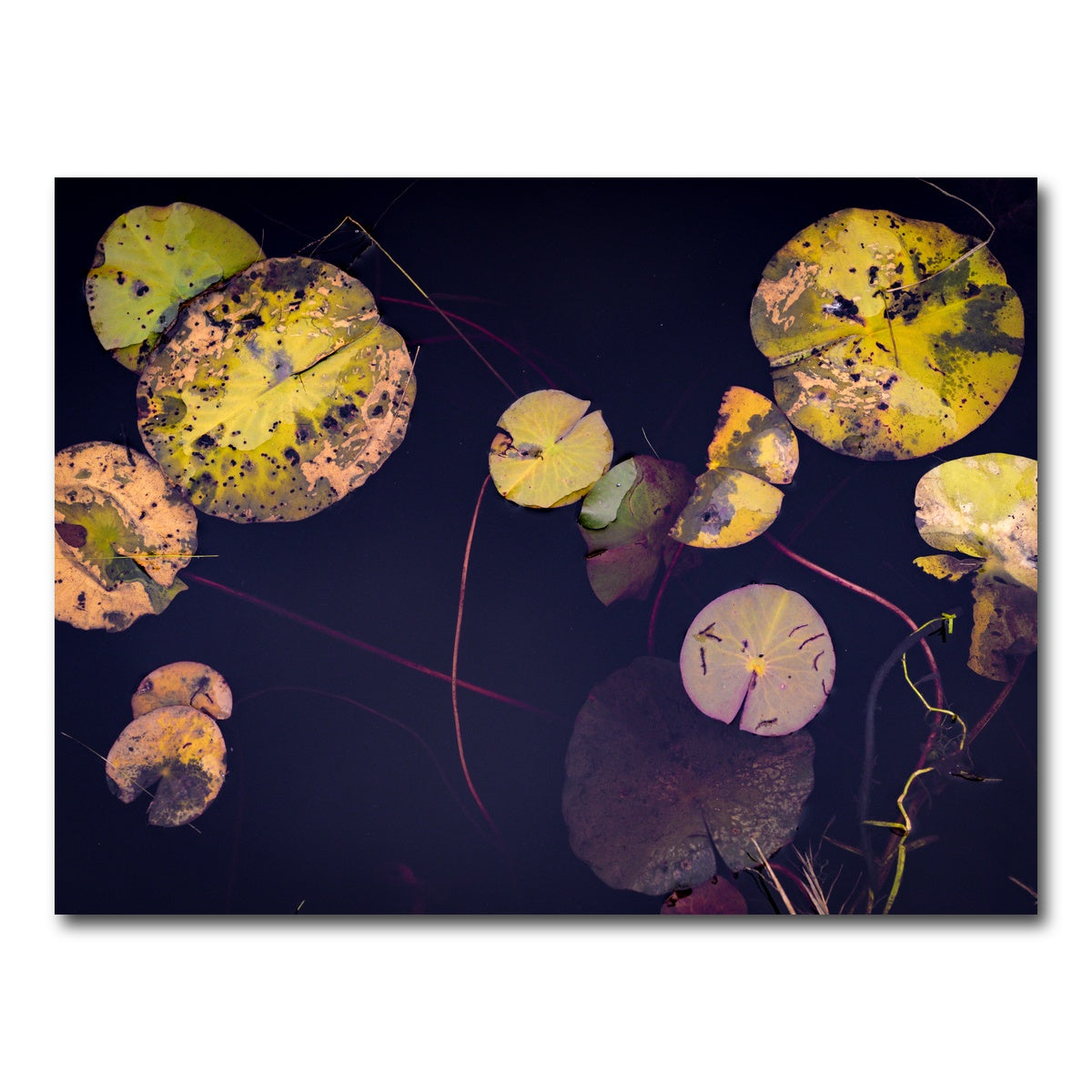 AUTO-MOCKUP WHITE | Winter Lillies | 1 Piece | Gallery Wrap Canvas | group=4x3