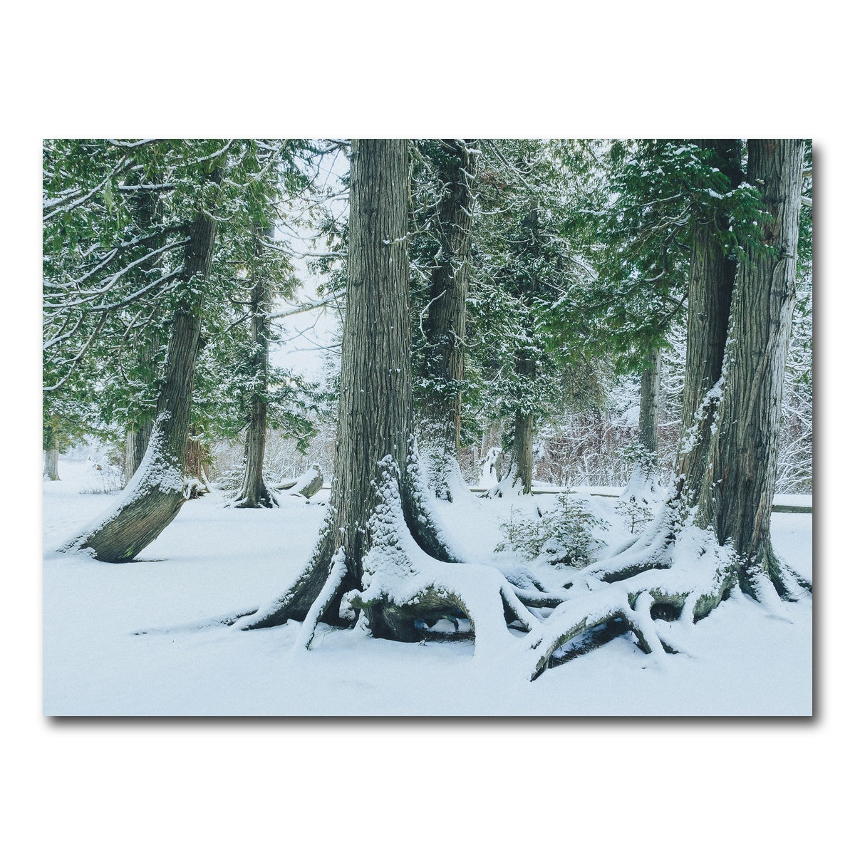 AUTO-MOCKUP WHITE | Winter in Northern BC 1 | 1 Piece | Gallery Wrap Canvas | group=4x3