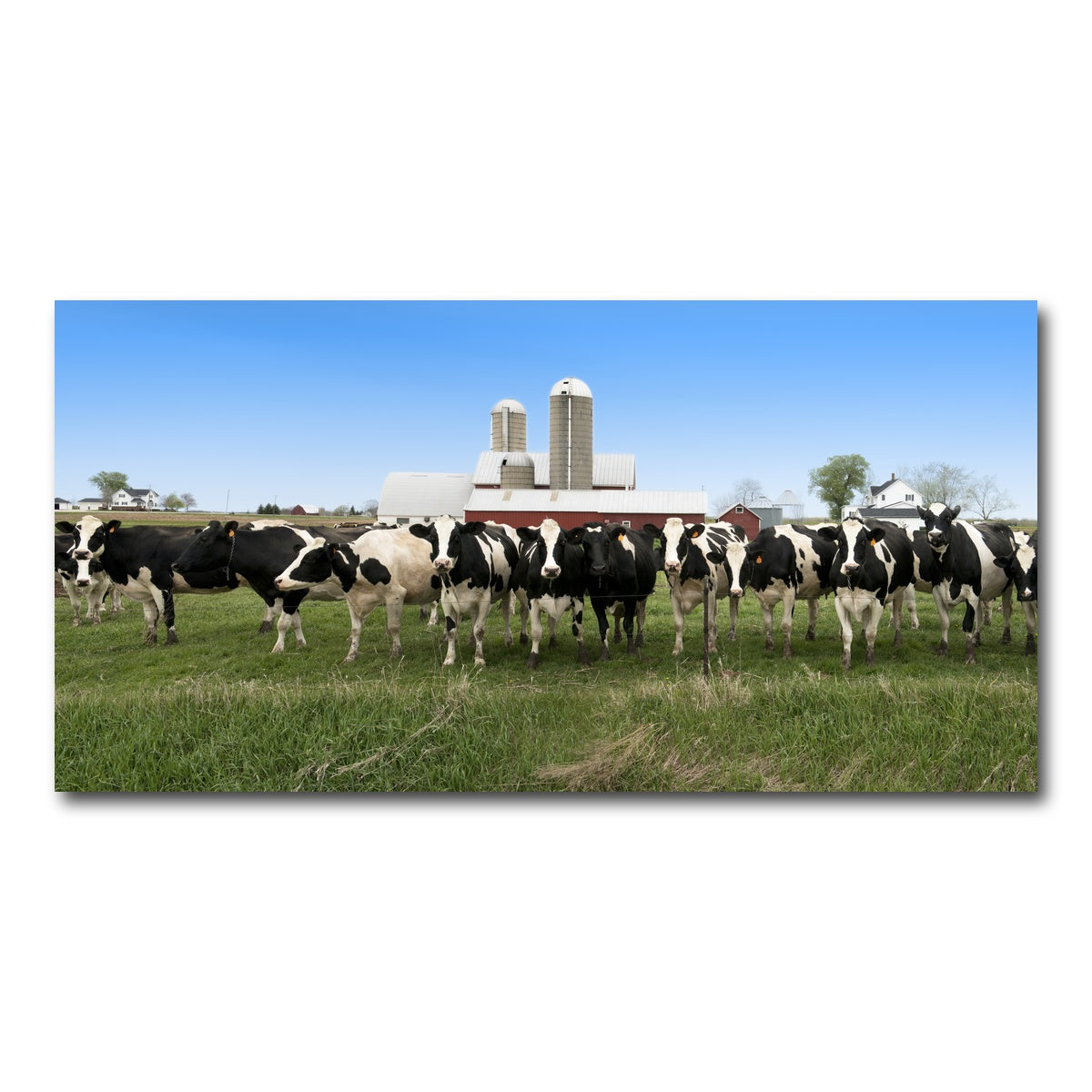 AUTO-MOCKUP WHITE | Wisconsin Dairy Cows | 1 Piece | Gallery Wrap Canvas | group=2x1