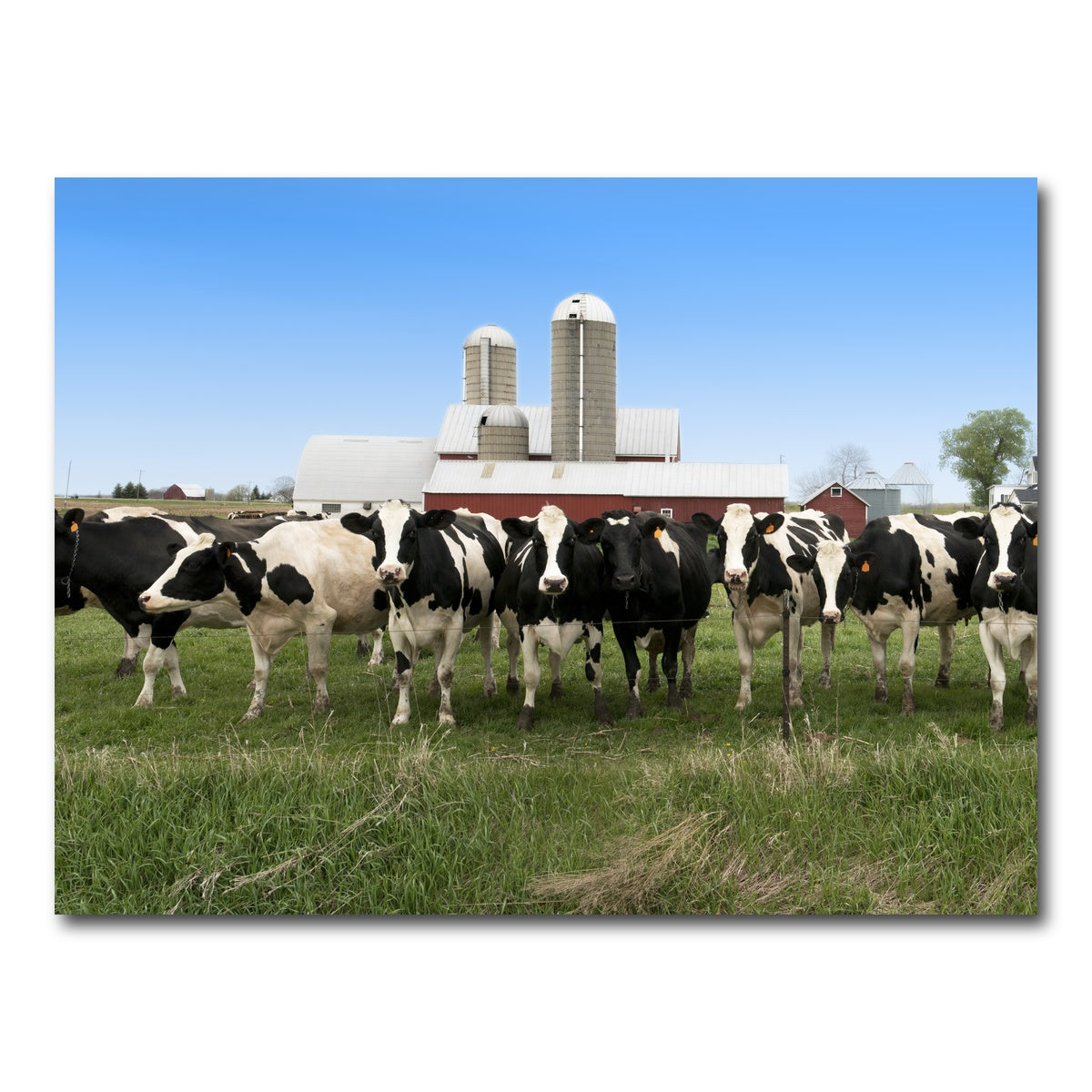 AUTO-MOCKUP WHITE | Wisconsin Dairy Cows | 1 Piece | Gallery Wrap Canvas | group=4x3