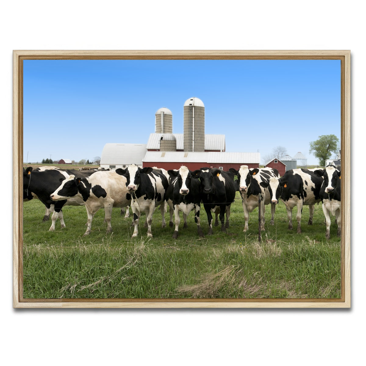 AUTO-MOCKUP WHITE | Wisconsin Dairy Cows | 1 Piece | Natural Framed Canvas | group=4x3