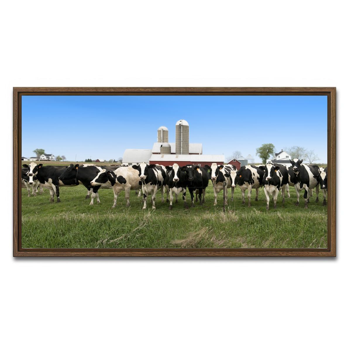 AUTO-MOCKUP WHITE | Wisconsin Dairy Cows | 1 Piece | Walnut Framed Canvas | group=2x1