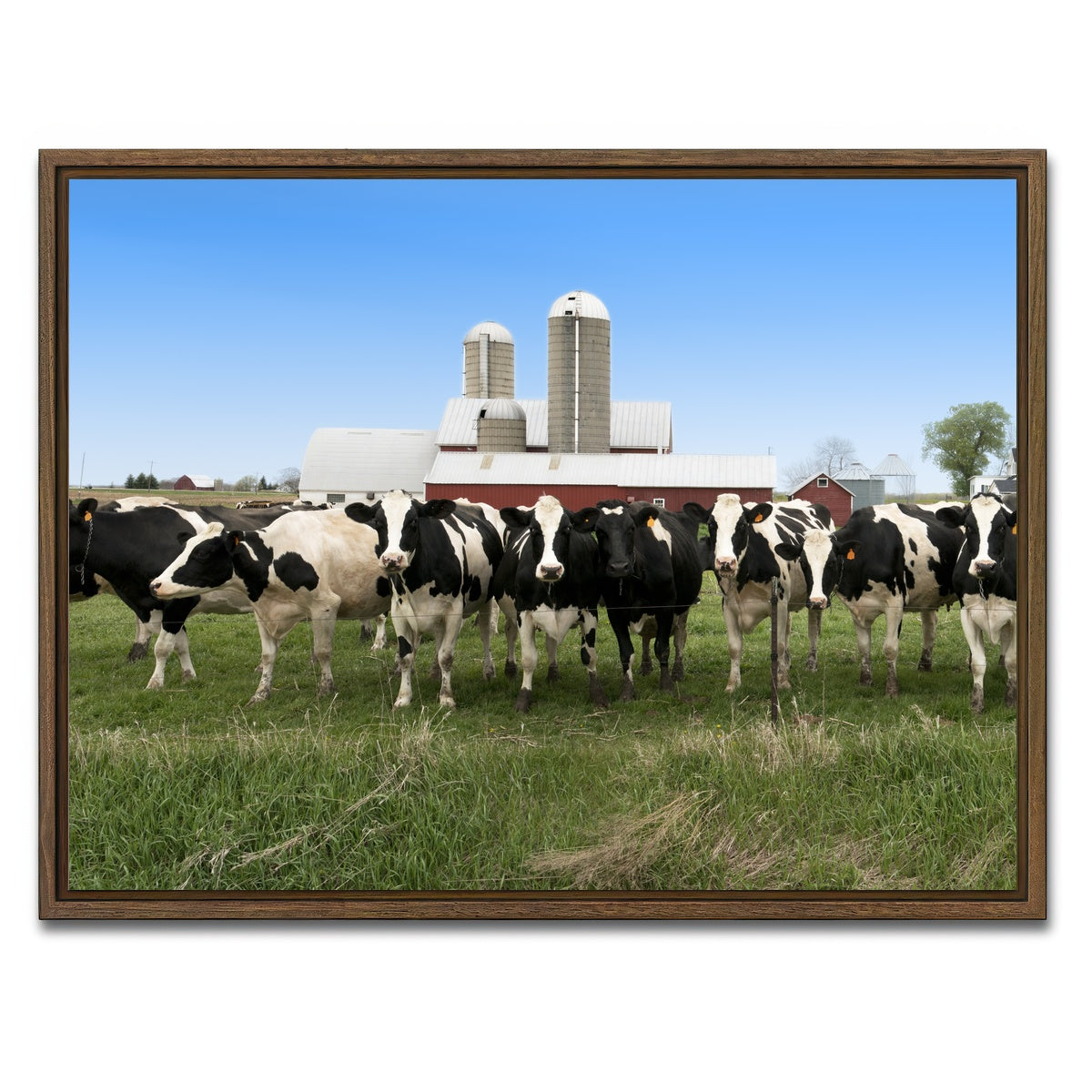 AUTO-MOCKUP WHITE | Wisconsin Dairy Cows | 1 Piece | Walnut Framed Canvas | group=4x3