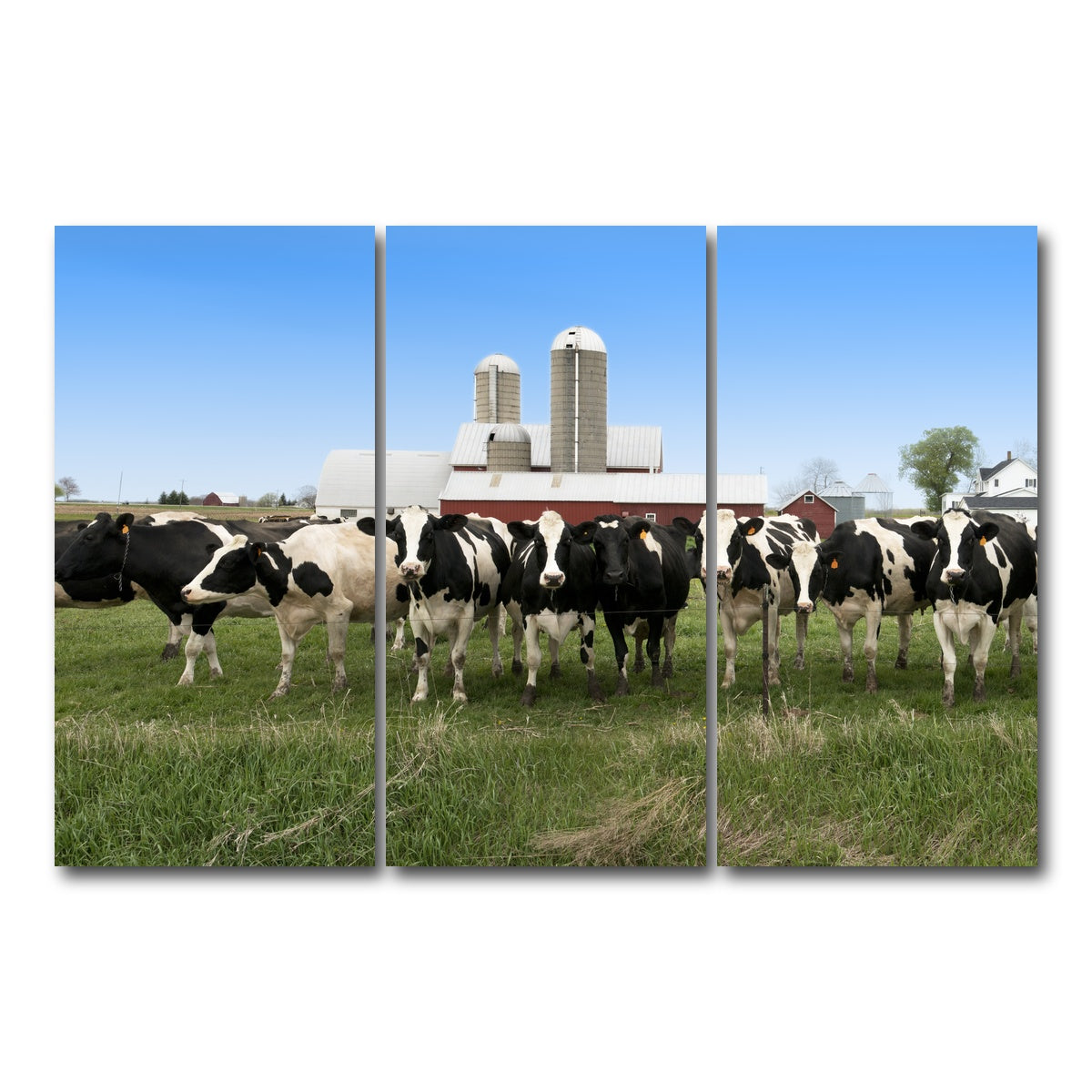 AUTO-MOCKUP WHITE | Wisconsin Dairy Cows | 3 Piece | Gallery Wrap Canvas | group=12x24