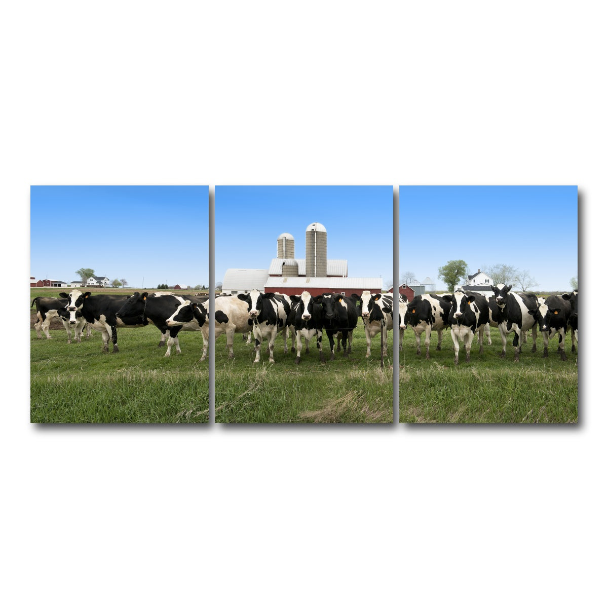 AUTO-MOCKUP WHITE | Wisconsin Dairy Cows | 3 Piece | Gallery Wrap Canvas | group=18x24