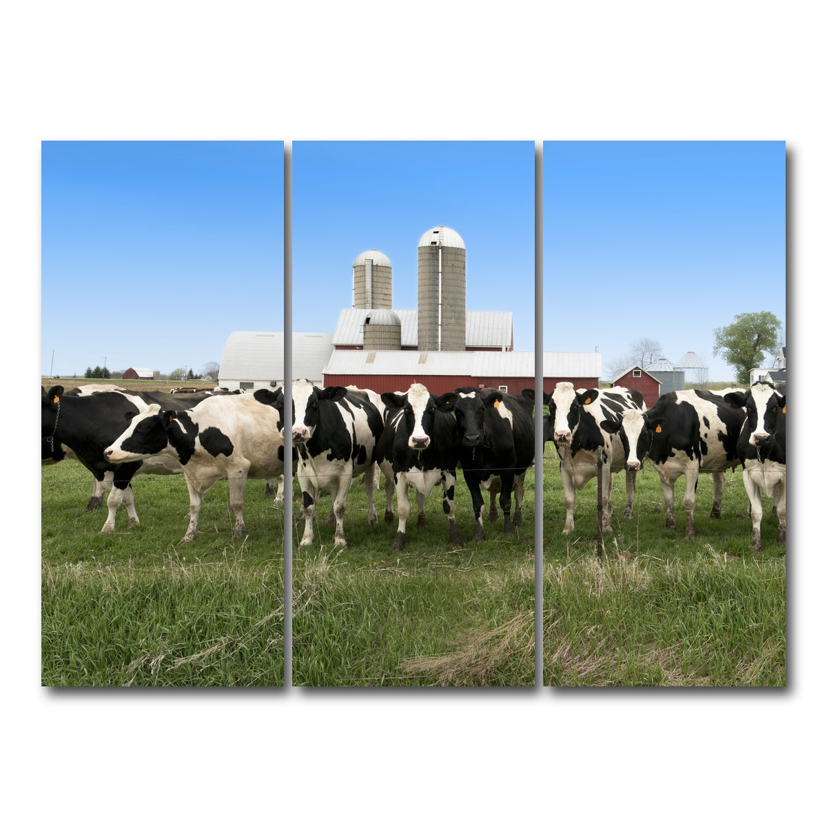 AUTO-MOCKUP WHITE | Wisconsin Dairy Cows | 3 Piece | Gallery Wrap Canvas | group=8x18