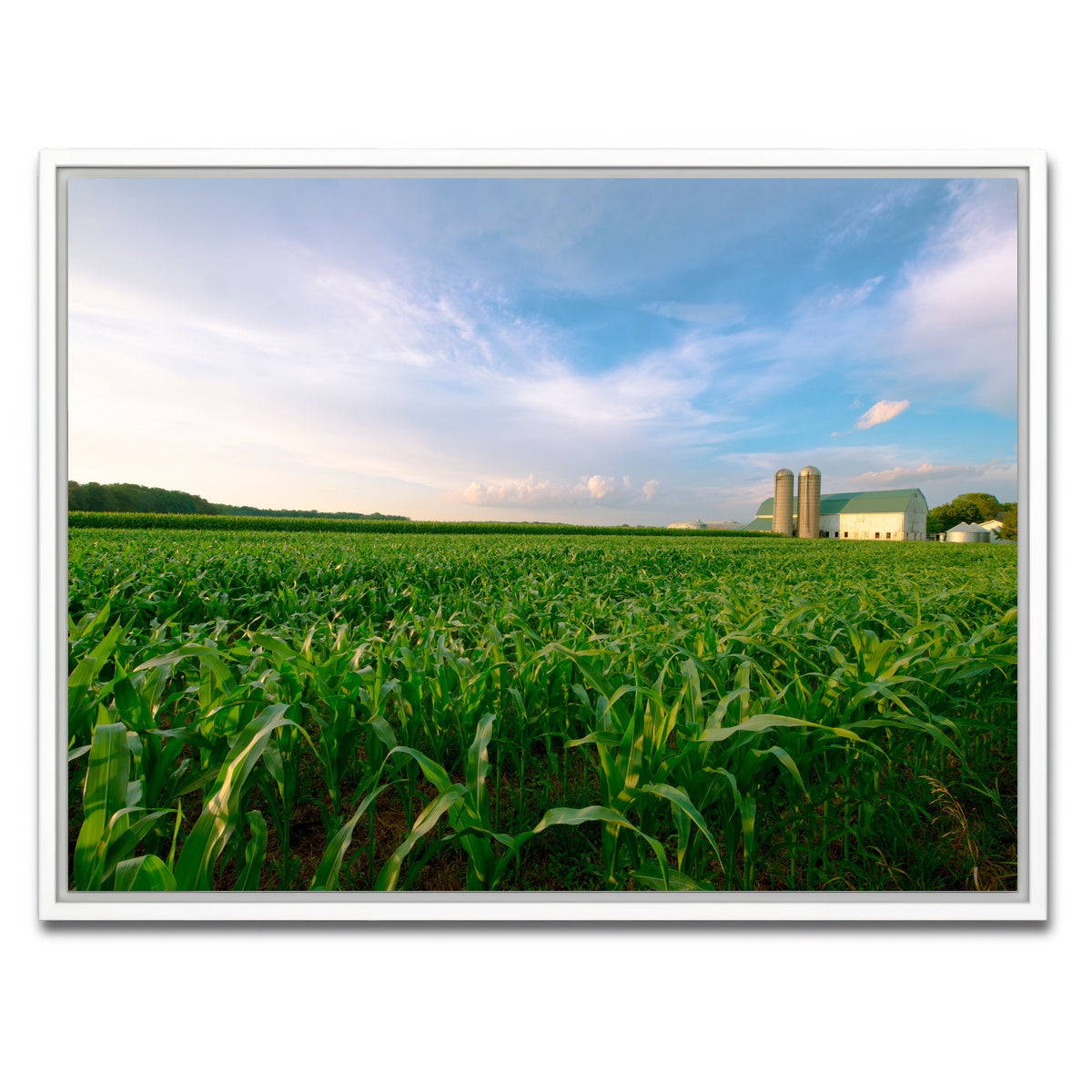 AUTO-MOCKUP WHITE | Wisconsin Dairy Farm by Field of Corn | 1 Piece | White Framed Canvas | group=4x3