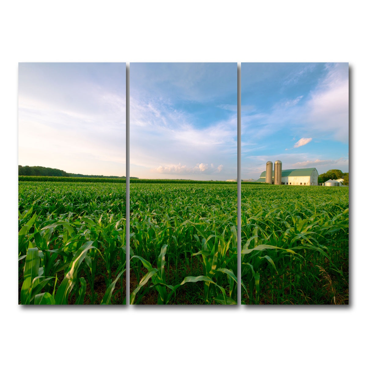 AUTO-MOCKUP WHITE | Wisconsin Dairy Farm by Field of Corn | 3 Piece | Gallery Wrap Canvas | group=8x18
