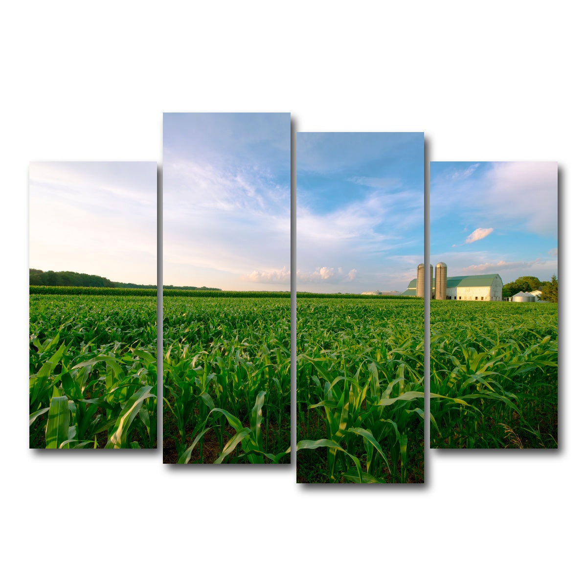 AUTO-MOCKUP WHITE | Wisconsin Dairy Farm by Field of Corn | 4 Piece | Gallery Wrap Canvas | group=4_normal