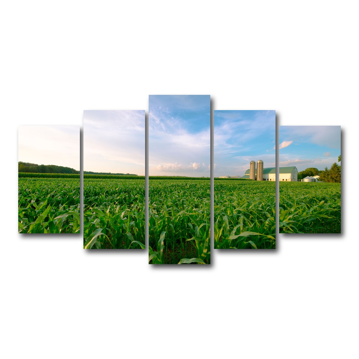 AUTO-MOCKUP WHITE | Wisconsin Dairy Farm by Field of Corn | 5 Piece | Gallery Wrap Canvas | group=5_normal
