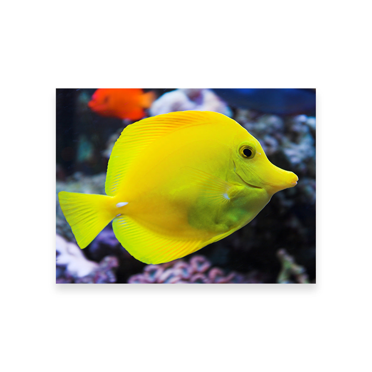 Yellow Tang Wall Art