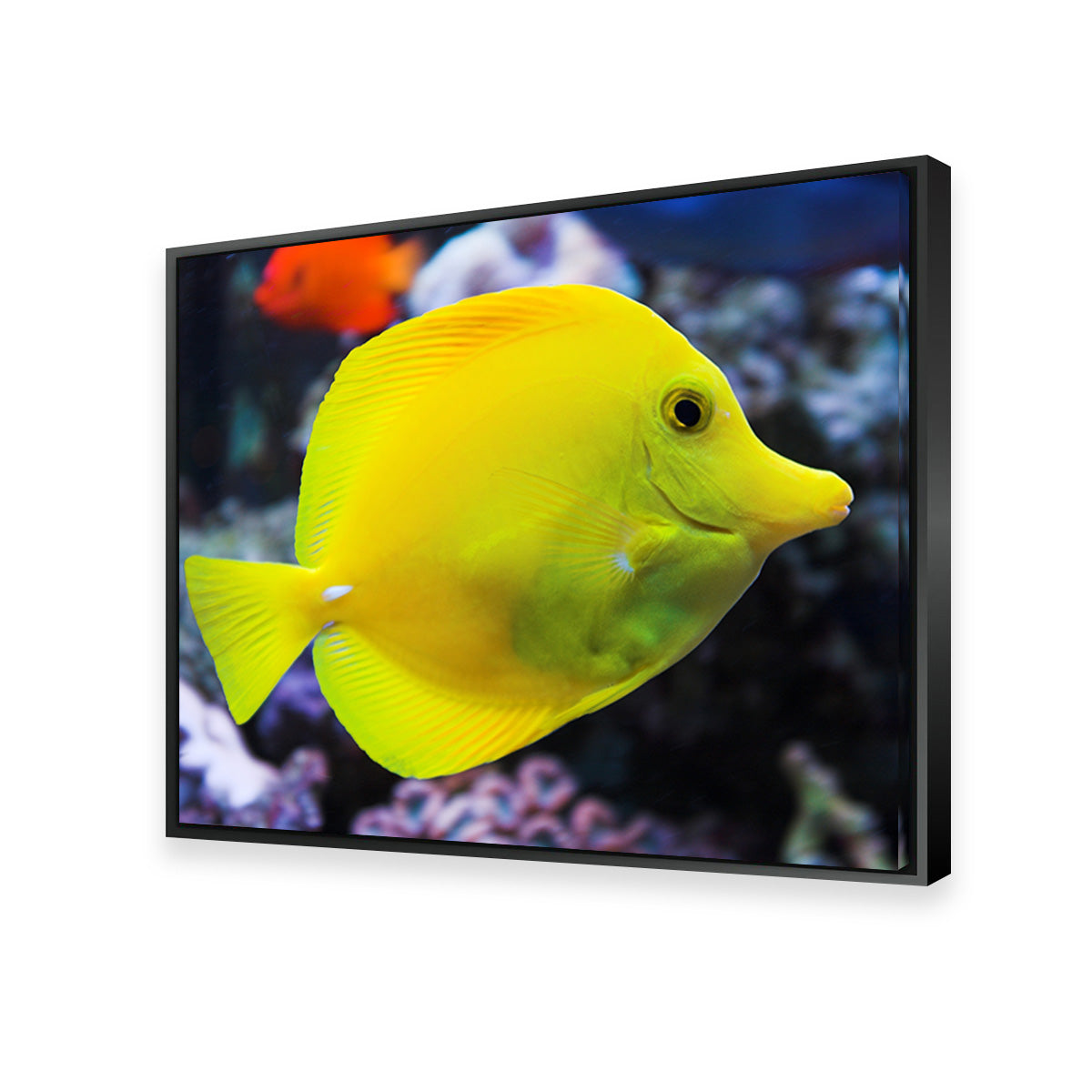 Yellow Tang Wall Art