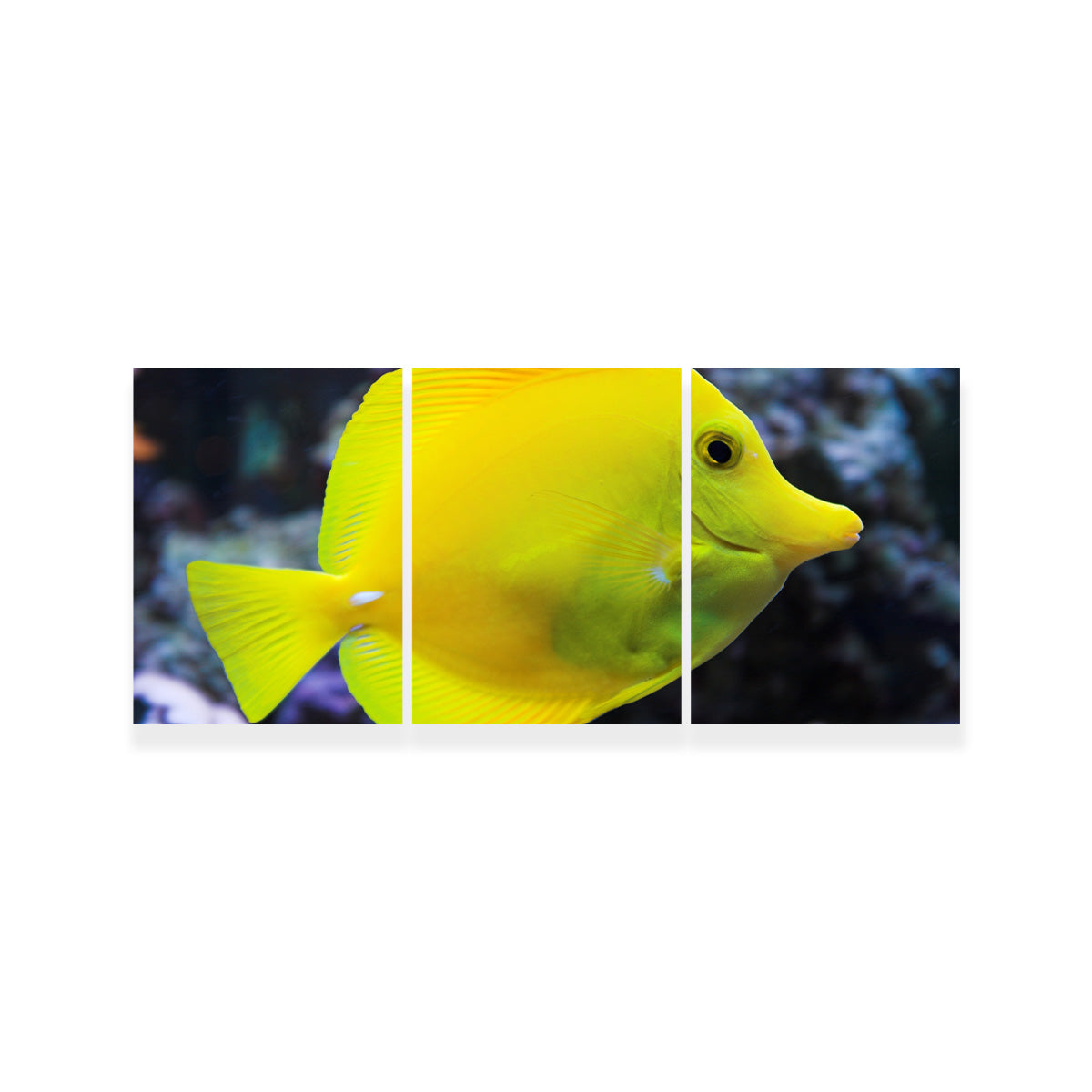 Yellow Tang Wall Art