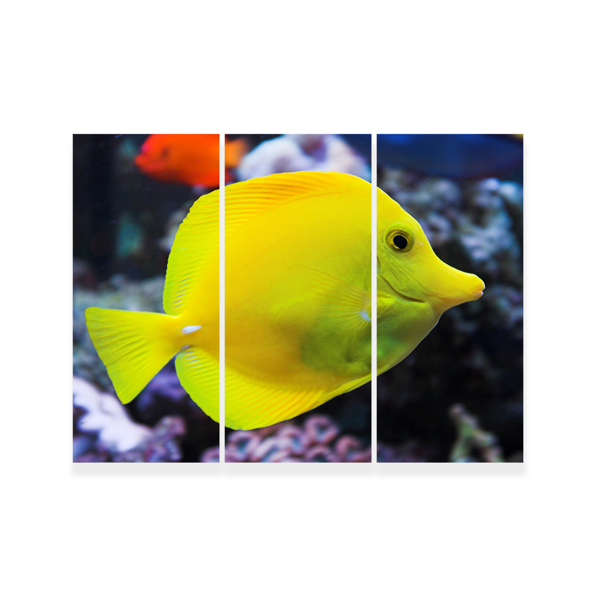 Yellow Tang Wall Art