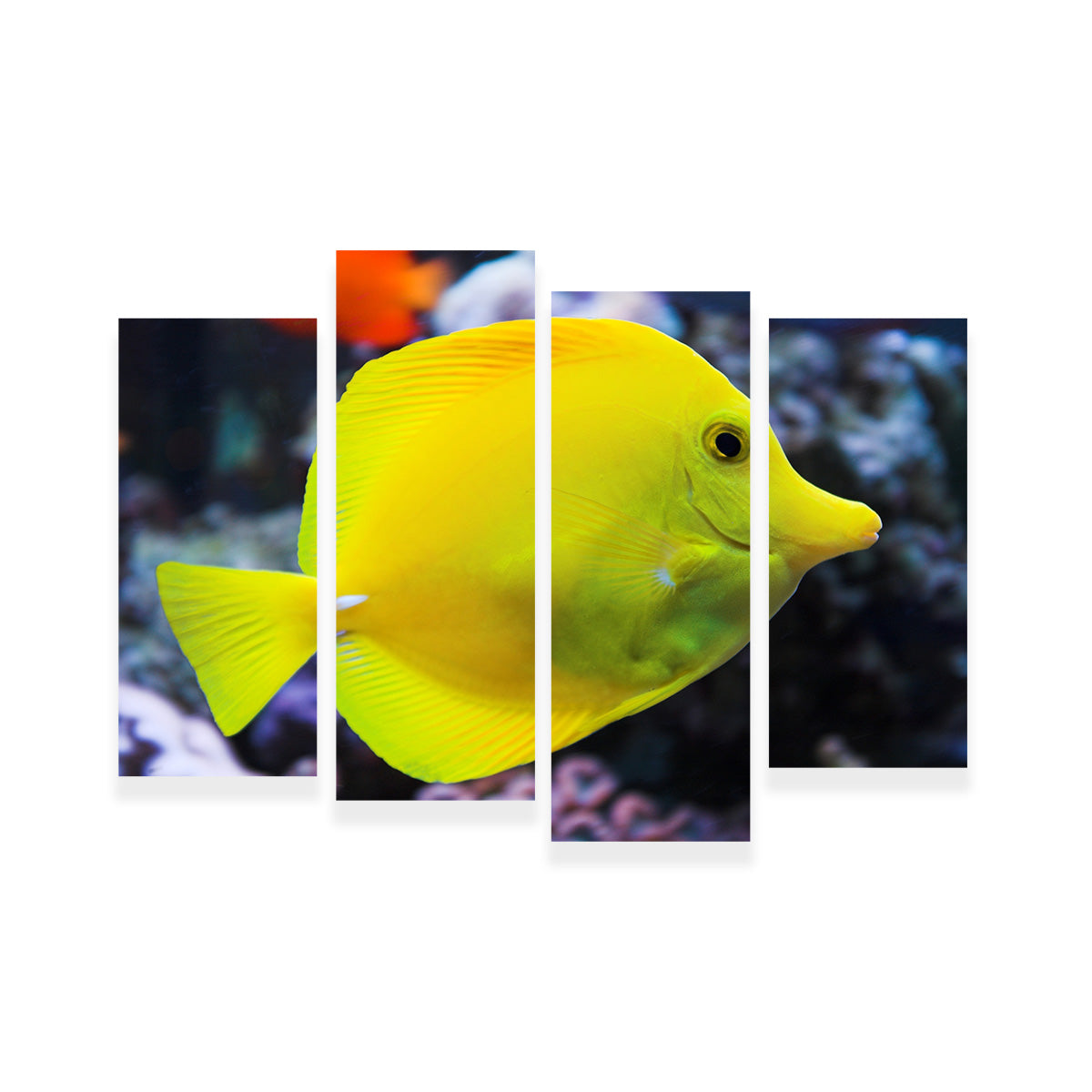 Yellow Tang