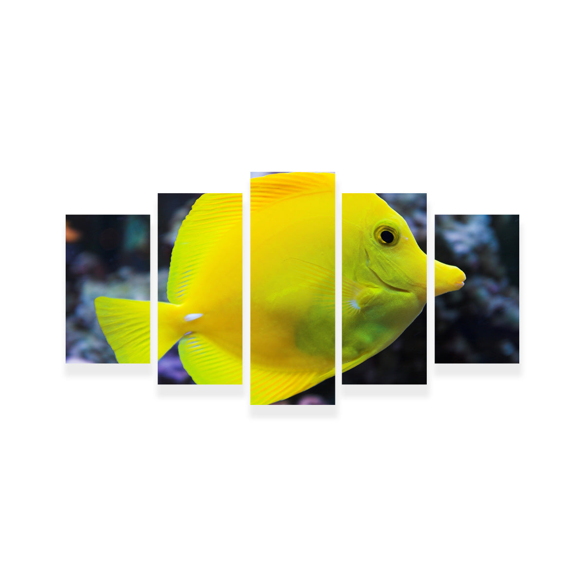 Yellow Tang Wall Art