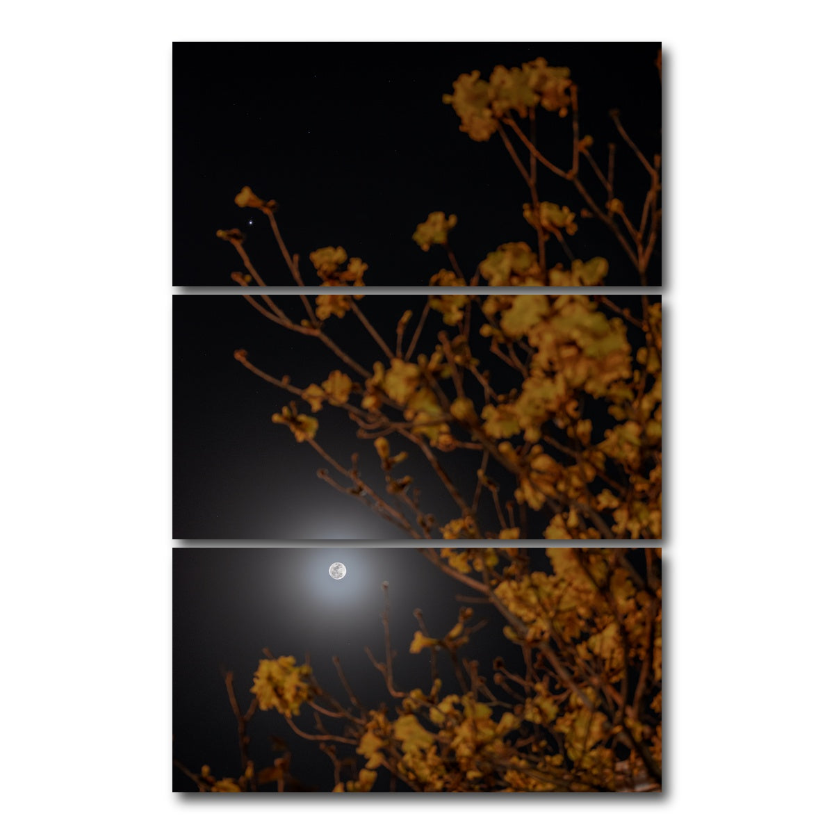 AUTO-MOCKUP WHITE | Yellow Ipe and Selene | 3 Piece | Gallery Wrap Canvas | group=12x24_stacked