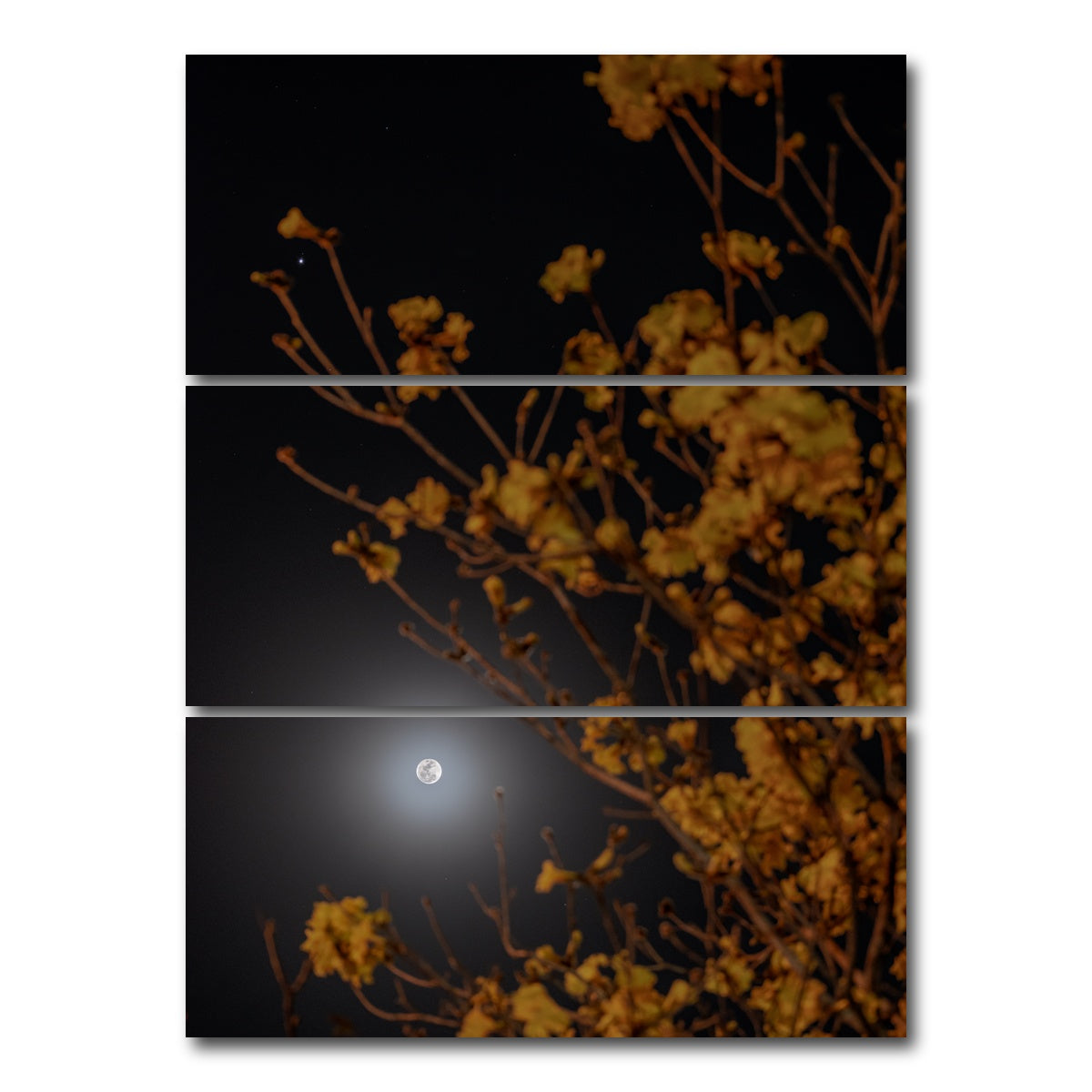 AUTO-MOCKUP WHITE | Yellow Ipe and Selene | 3 Piece | Gallery Wrap Canvas | group=8x18_stacked