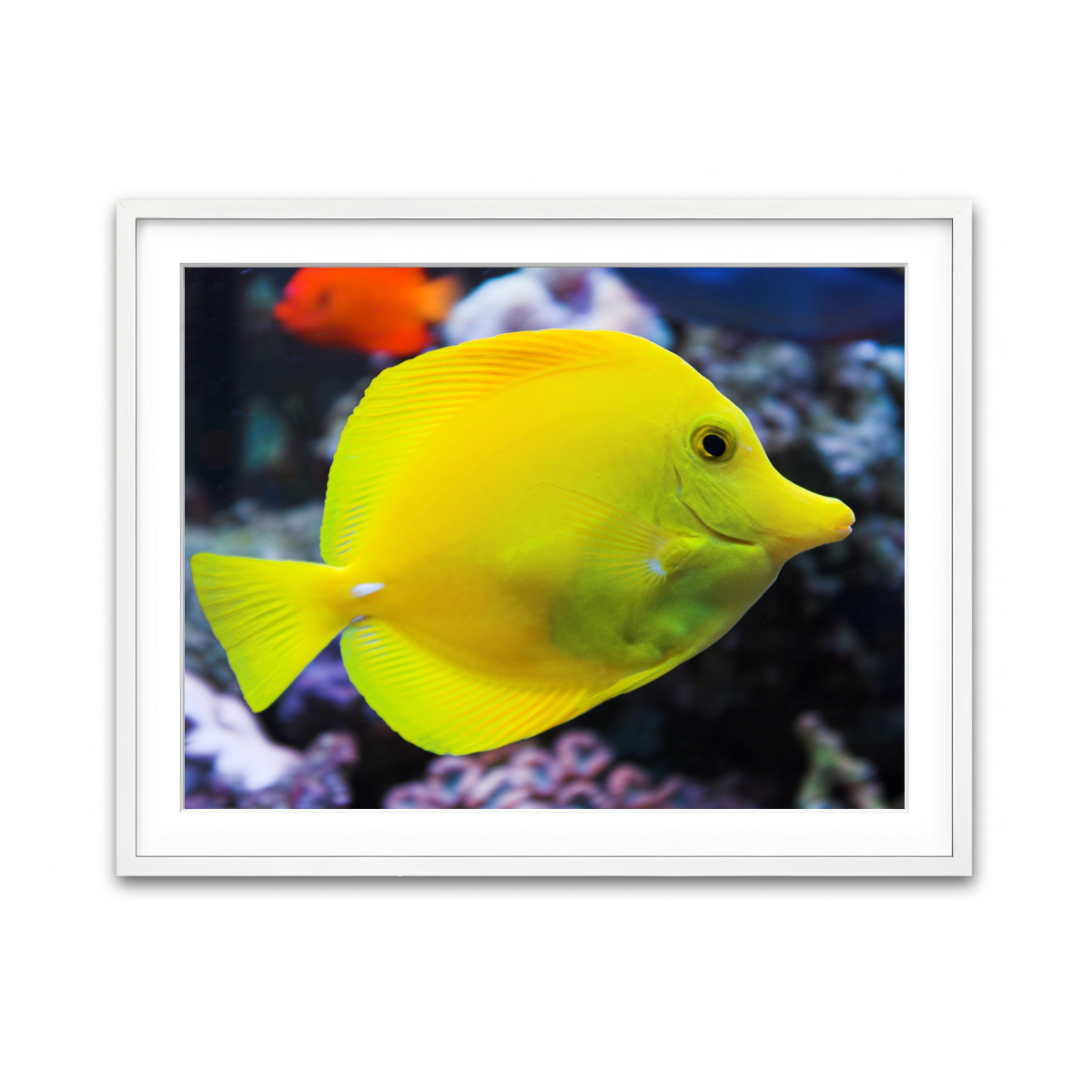 Framed Print 4x3 White