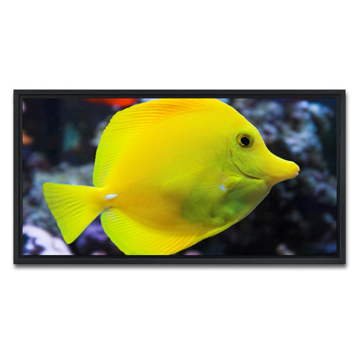 AUTO-MOCKUP WHITE | Yellow Tang | 1 Piece | Black Framed Canvas | group=2x1