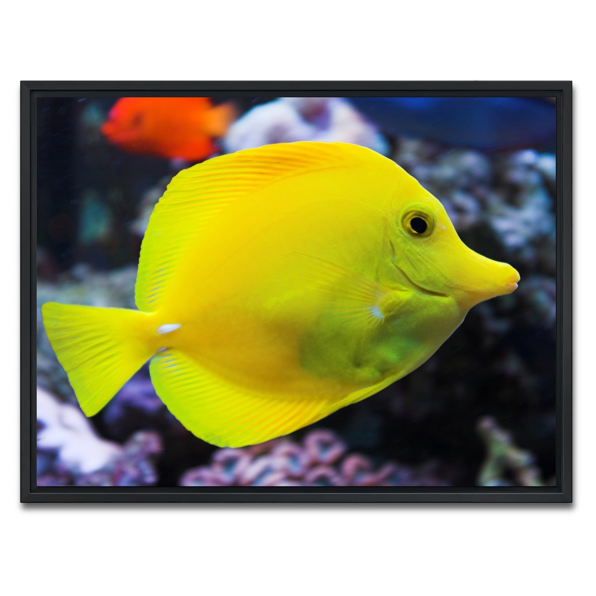 AUTO-MOCKUP WHITE | Yellow Tang | 1 Piece | Black Framed Canvas | group=4x3