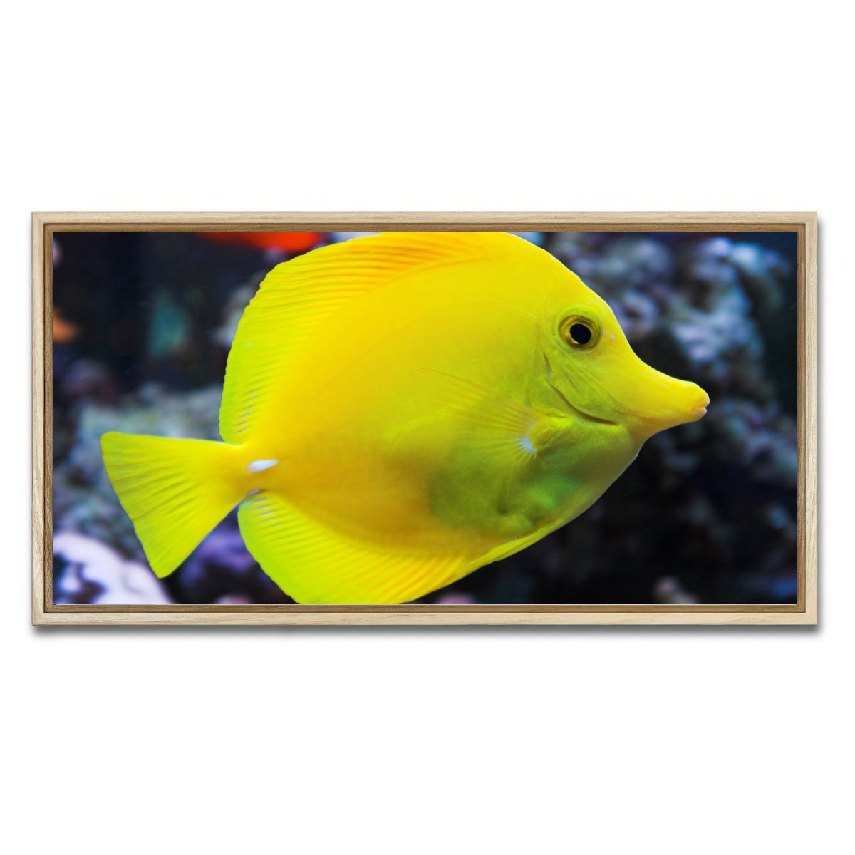 AUTO-MOCKUP WHITE | Yellow Tang | 1 Piece | Natural Framed Canvas | group=2x1