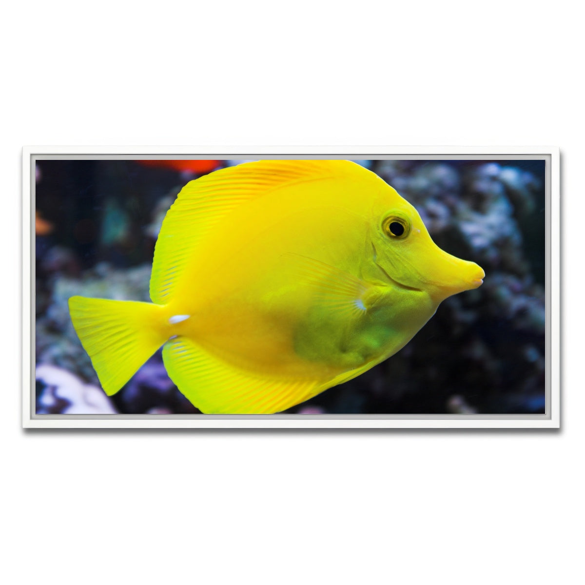 AUTO-MOCKUP WHITE | Yellow Tang | 1 Piece | White Framed Canvas | group=2x1