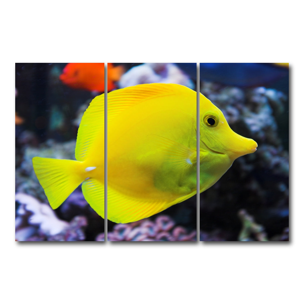 AUTO-MOCKUP WHITE | Yellow Tang | 3 Piece | Gallery Wrap Canvas | group=12x24