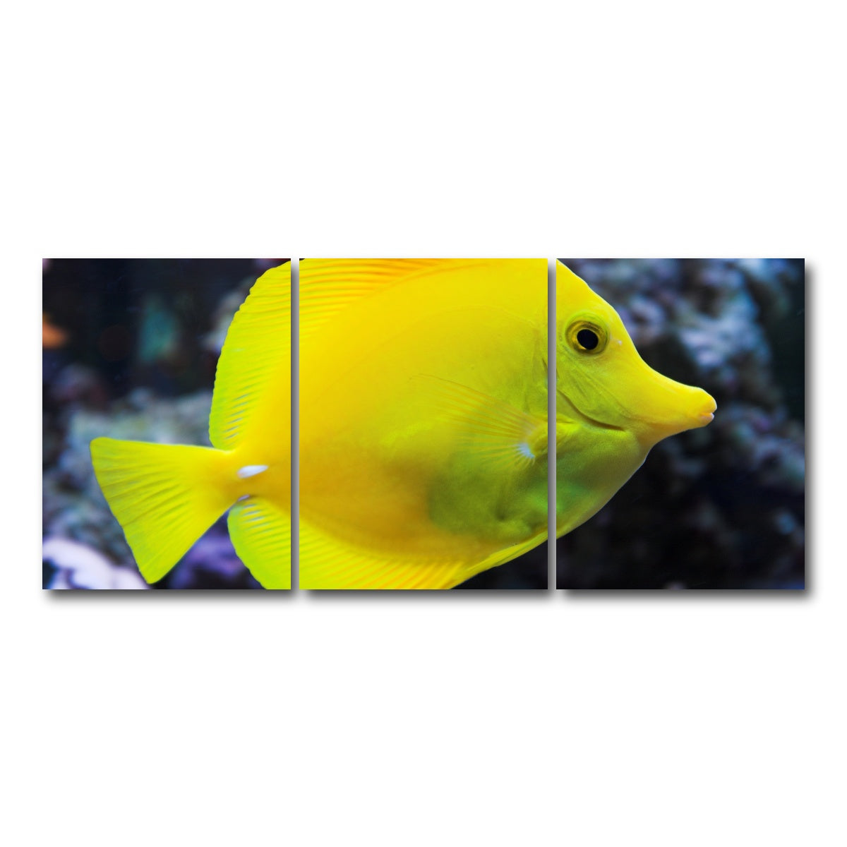 AUTO-MOCKUP WHITE | Yellow Tang | 3 Piece | Gallery Wrap Canvas | group=18x24