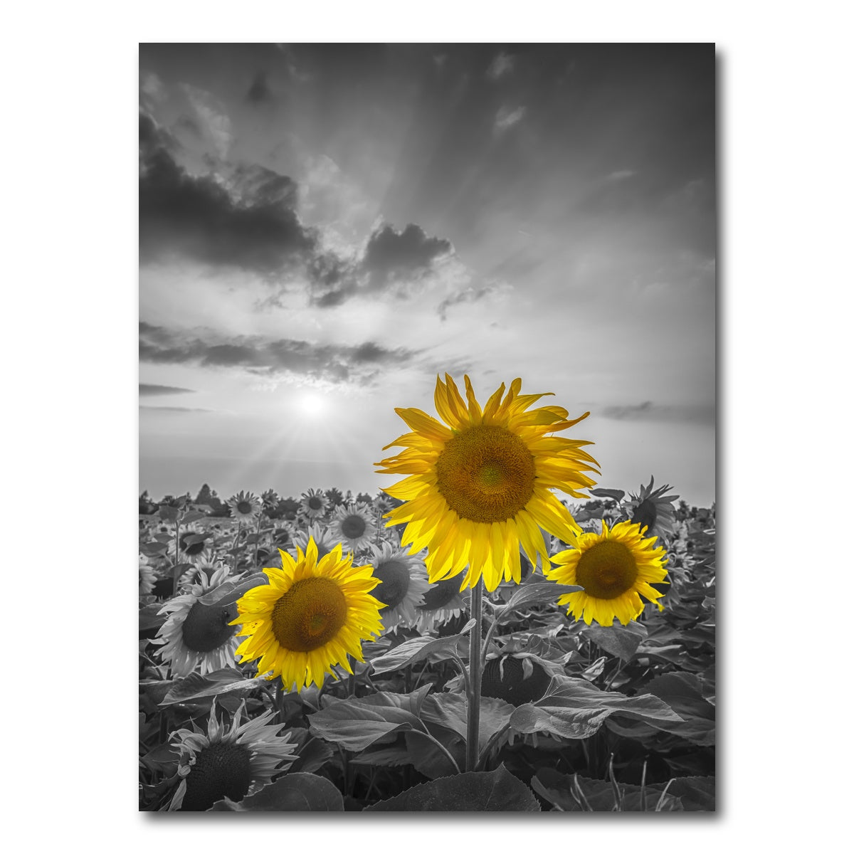 AUTO-MOCKUP WHITE | Yellow pop sunflowers | 1 Piece | Gallery Wrap Canvas | group=3x4
