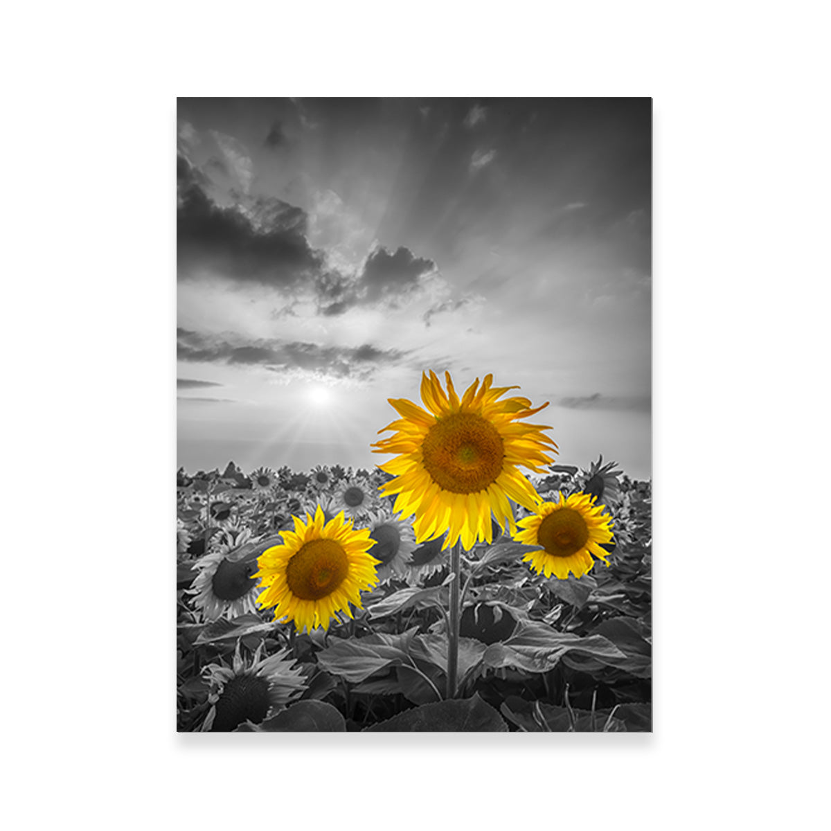Yellow Pop Sunflowers Wall Art