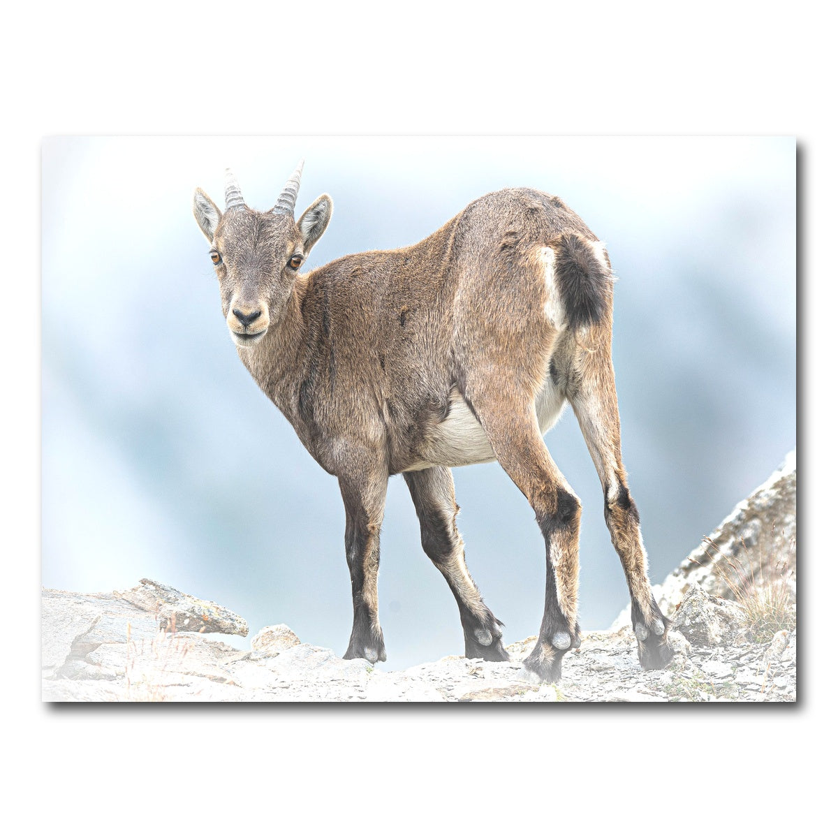 AUTO-MOCKUP WHITE | Yeux dans les yeux | 1 Piece | Gallery Wrap Canvas | group=4x3