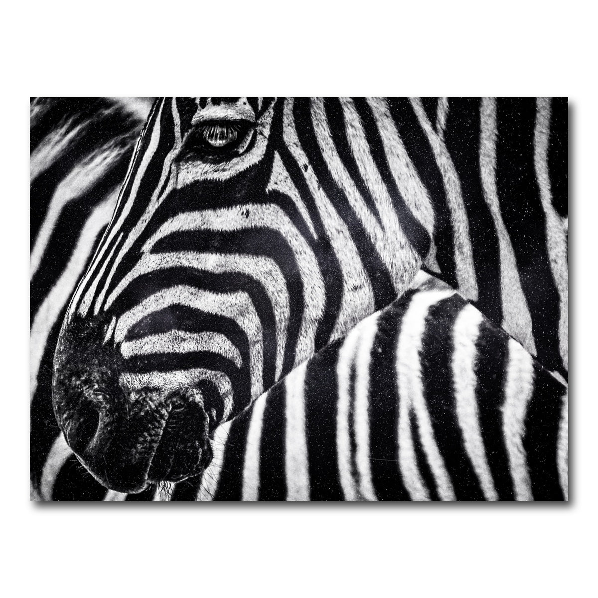 AUTO-MOCKUP WHITE | Zebra | 1 Piece | Gallery Wrap Canvas | group=4x3