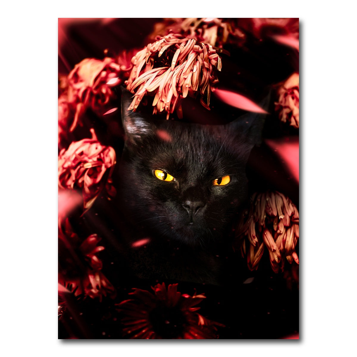 AUTO-MOCKUP WHITE | cat black petals | 1 Piece | Gallery Wrap Canvas | group=3x4
