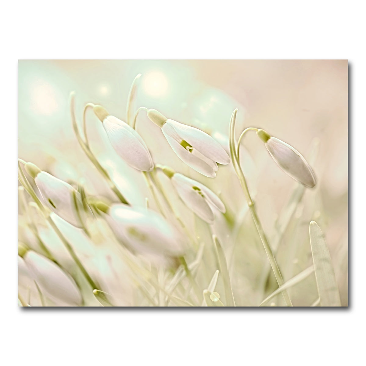 AUTO-MOCKUP WHITE | enchanting snowdrops | 1 Piece | Gallery Wrap Canvas | group=4x3