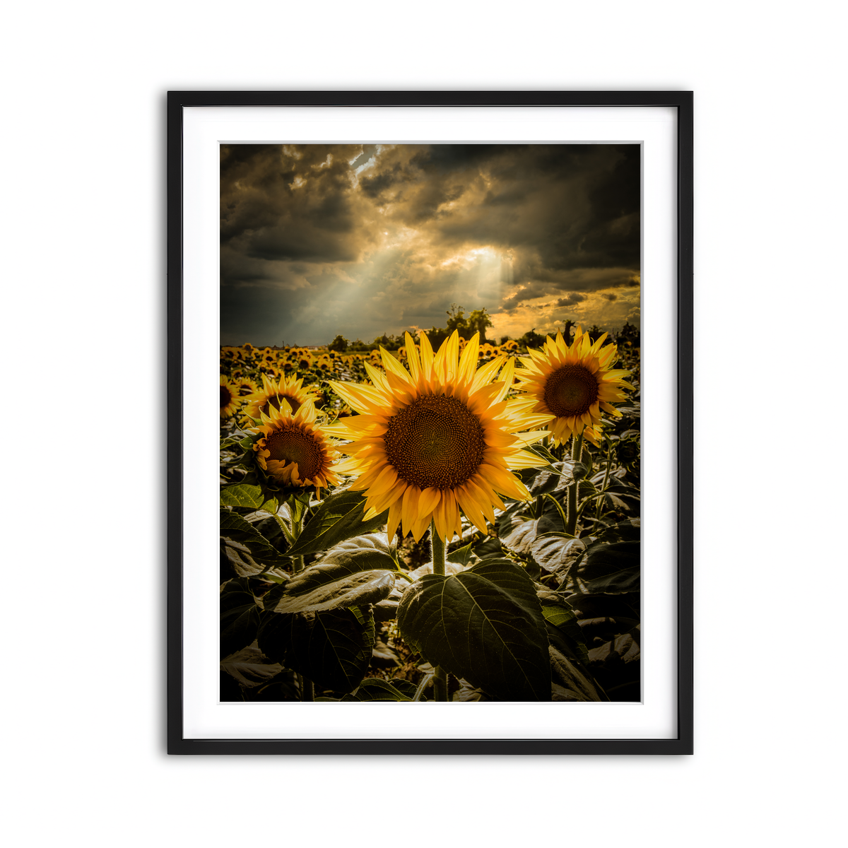 Framed Print 3x4 Black