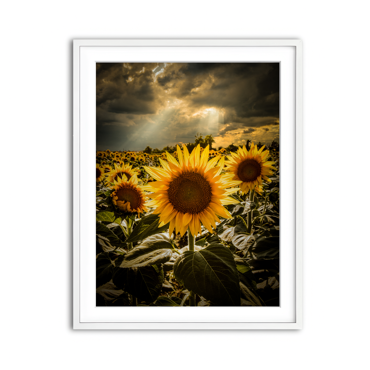 Framed Print 3x4 White