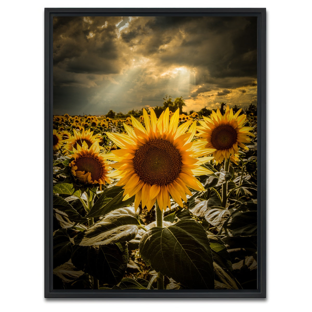 AUTO-MOCKUP WHITE | girasoli | 1 Piece | Black Framed Canvas | group=3x4