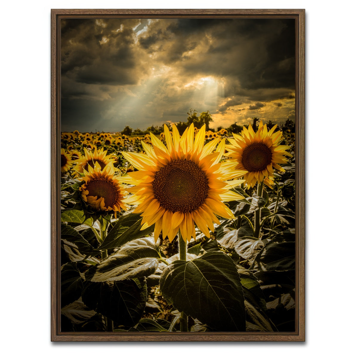 AUTO-MOCKUP WHITE | girasoli | 1 Piece | Walnut Framed Canvas | group=3x4