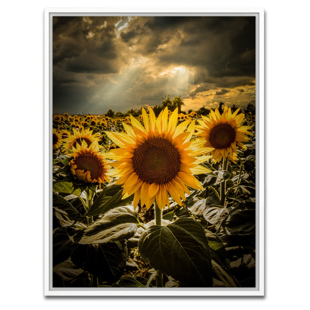 AUTO-MOCKUP WHITE | girasoli | 1 Piece | White Framed Canvas | group=3x4