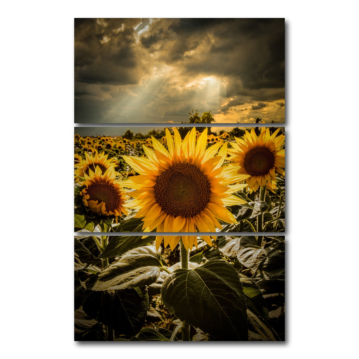 AUTO-MOCKUP WHITE | girasoli | 3 Piece | Gallery Wrap Canvas | group=12x24_stacked