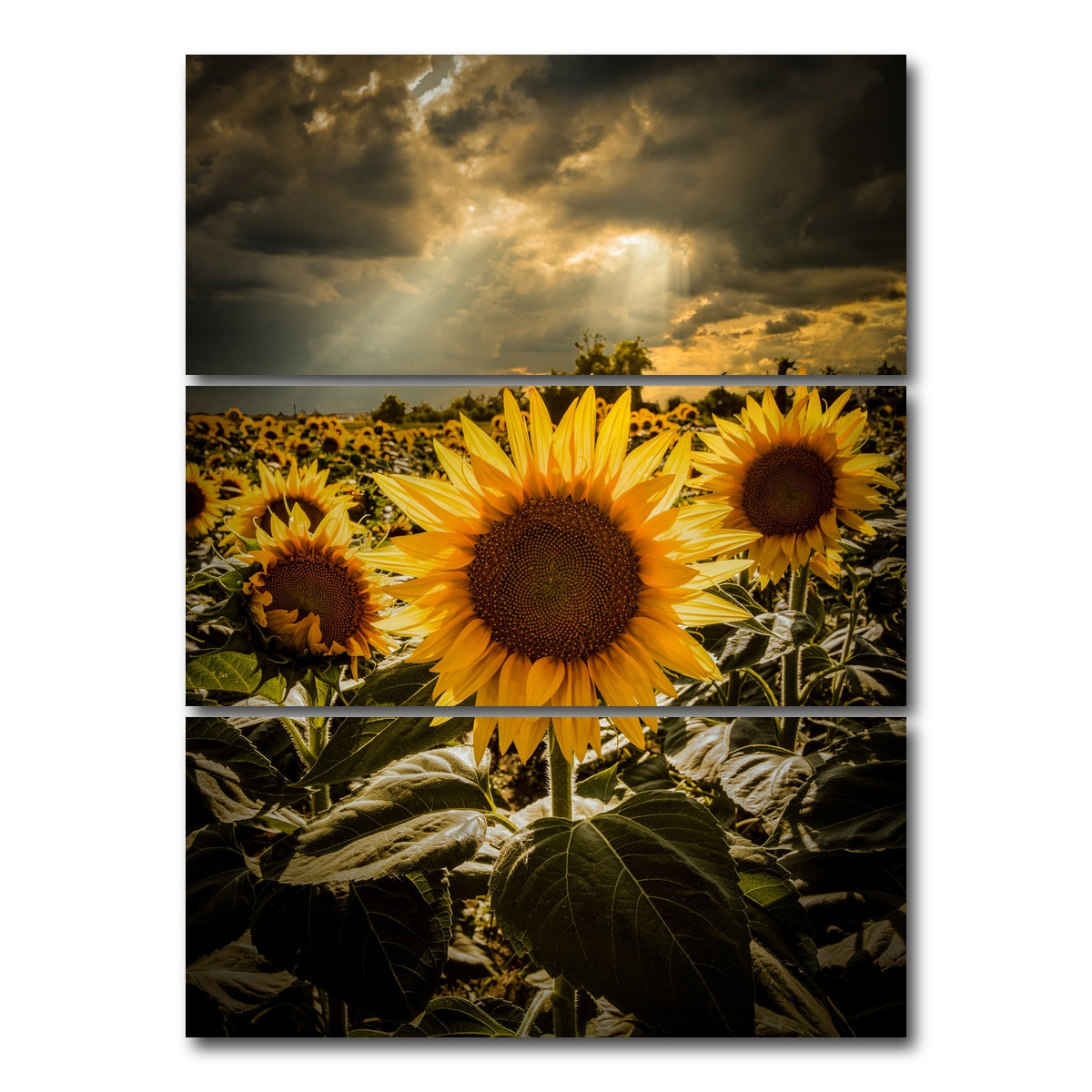 AUTO-MOCKUP WHITE | girasoli | 3 Piece | Gallery Wrap Canvas | group=8x18_stacked