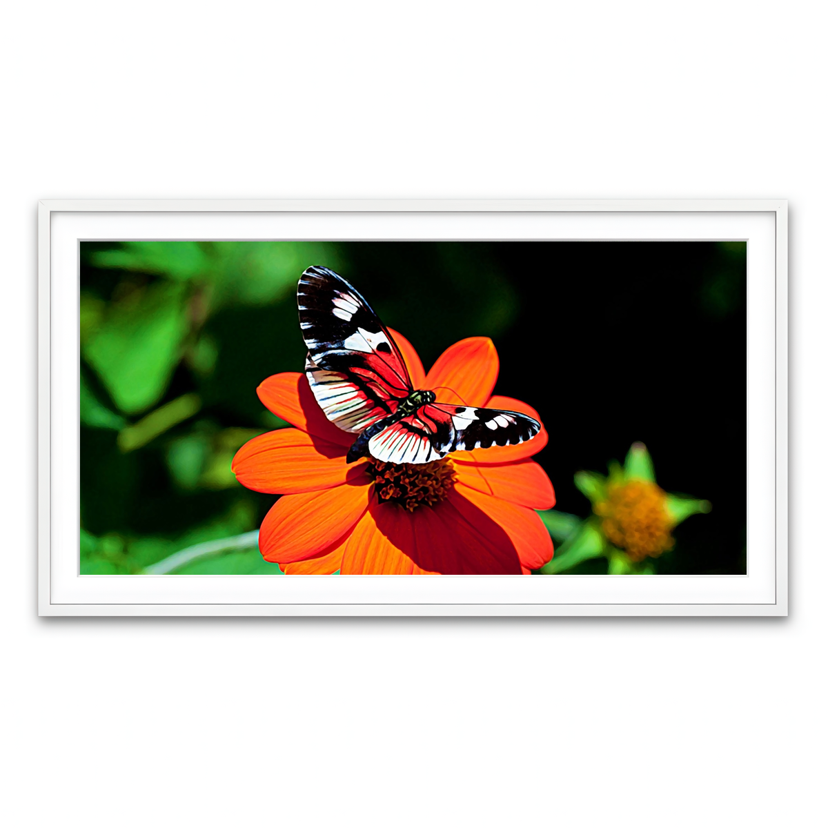 Framed Print 2x1 White