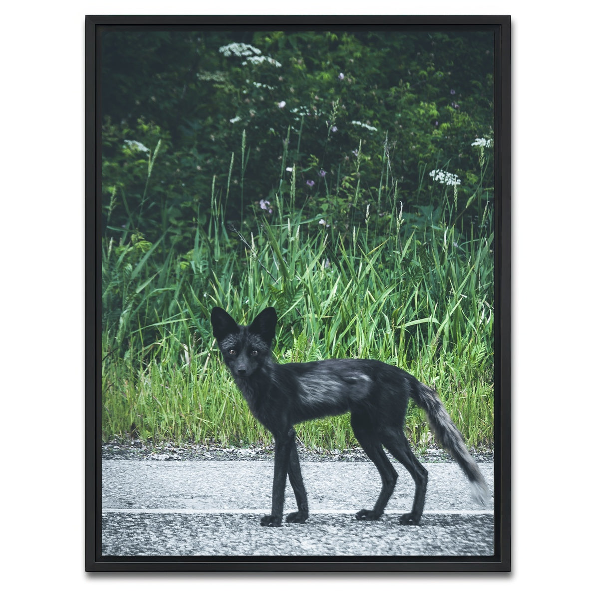 AUTO-MOCKUP WHITE | wildlife northern bc | 1 Piece | Black Framed Canvas | group=3x4