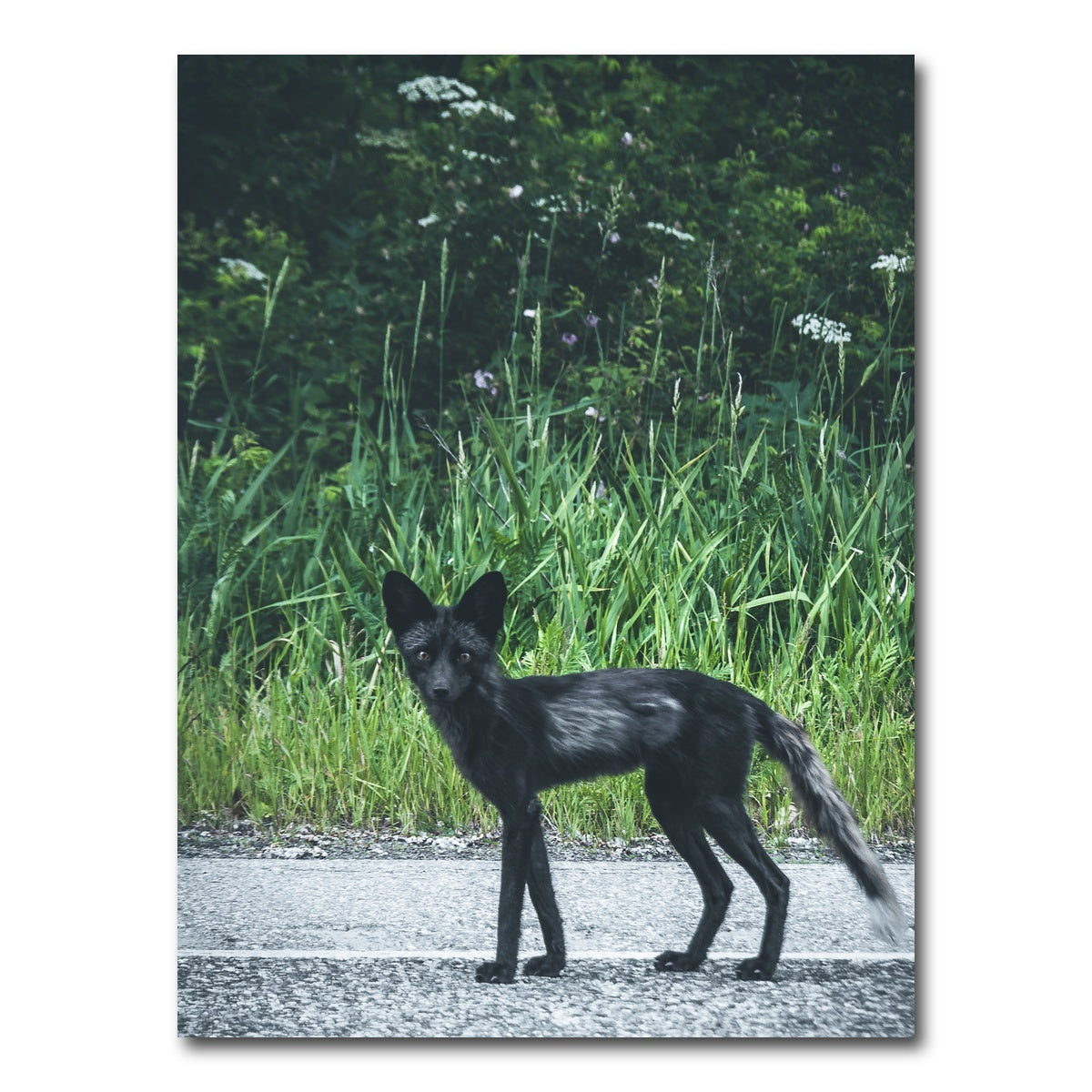 AUTO-MOCKUP WHITE | wildlife northern bc | 1 Piece | Gallery Wrap Canvas | group=3x4