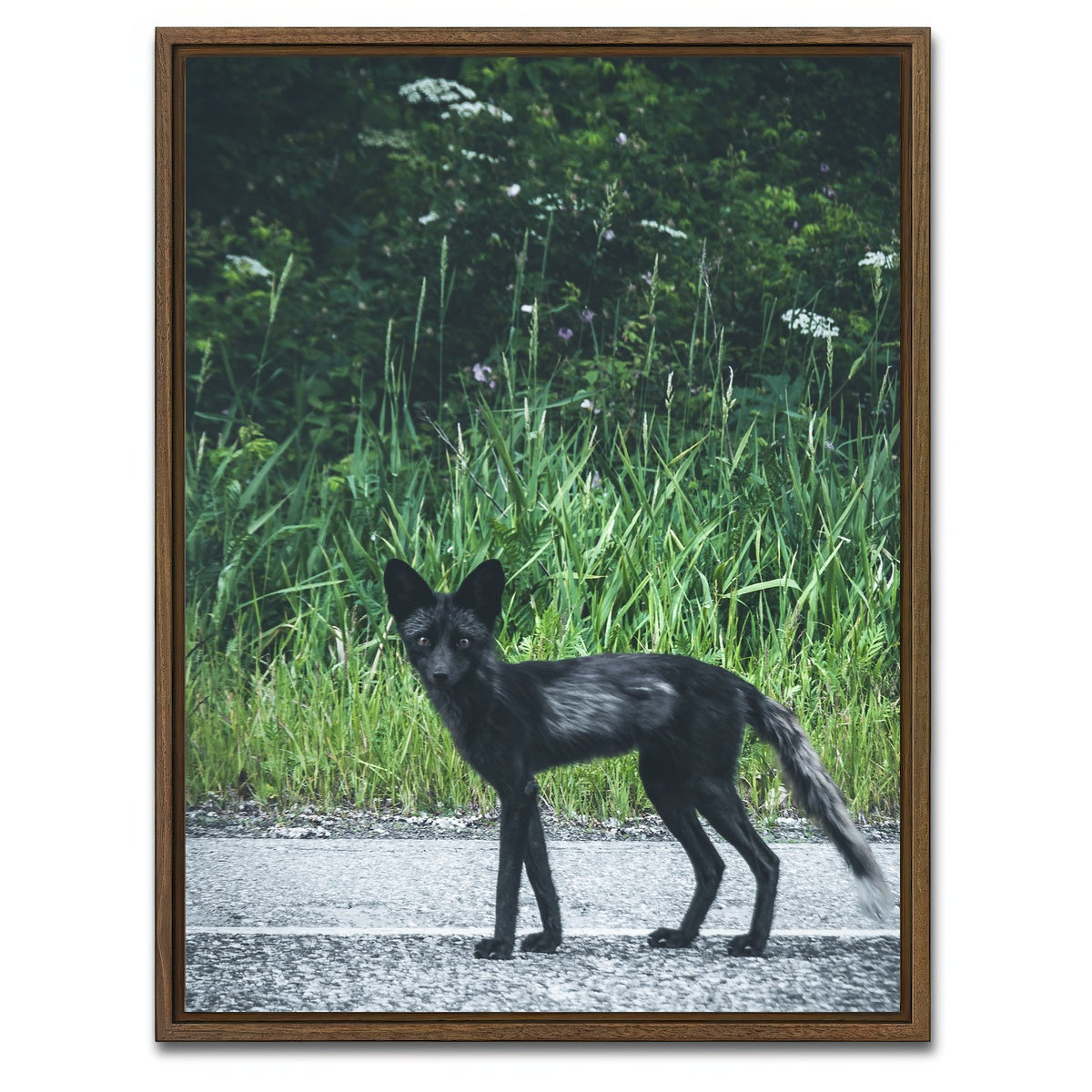 AUTO-MOCKUP WHITE | wildlife northern bc | 1 Piece | Walnut Framed Canvas | group=3x4